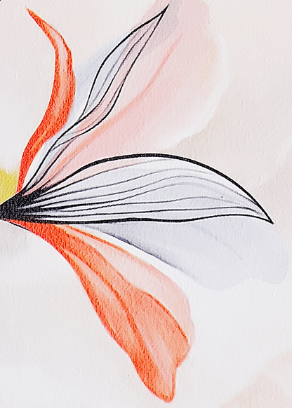 Lilium
